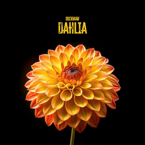 Dahlia - Duckmaw
