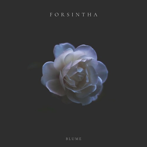 بلوم (Blume) - فورسینتا (Forsintha)