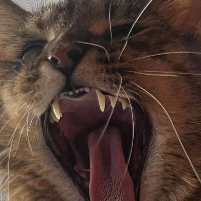 میک ایت اوت (Make It Out) - شوینگ تیث (Showing Teeth)
